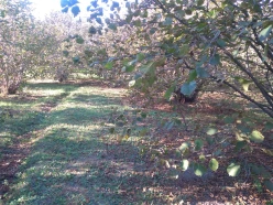 Satılır torpaq sahəsi50 sot, Qax