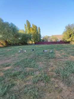 Satılır torpaq sahəsi 24 sot,  Beyləqan