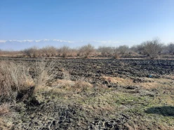 Satılır torpaq sahəsi68 sot, Xaçmaz