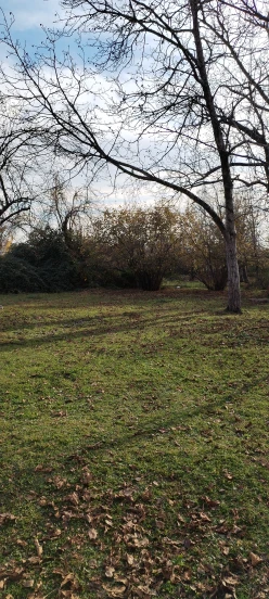 Satılır torpaq sahəsi40 sot, Qəbələ