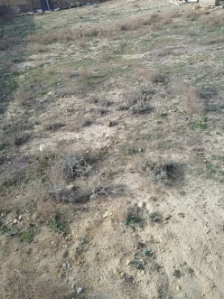 Satılır torpaq sahəsi6 sot, Badamdar q.