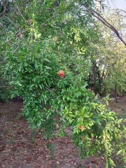 Satılır torpaq sahəsi sot, Şəki