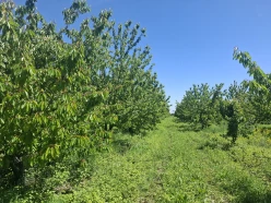 Satılır torpaq sahəsi 140 sot,  Quba