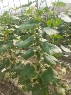 Sale object 1400 m²,  Zira