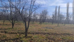 Satılır torpaq sahəsi23 sot, Xaçmaz