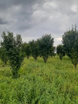 Satılır torpaq sahəsi 77 sot,  Göyçay